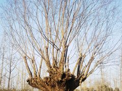 -汉长安城未央宫国家考古遗址公园