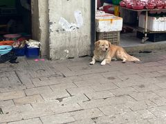 -葑门横街