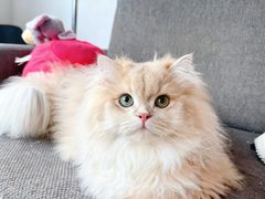 -lincat·猫舍(广州店)