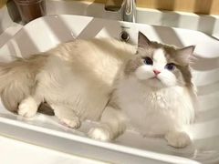 -猫十亿·布偶金渐层·曼基康矮脚猫舍(青年路店)