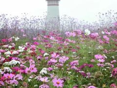 -紫颐香薰山谷景区