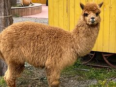 -前小桔亲子创意农场·草莓采摘·露营烧烤