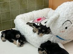 -帕帕拉兹宠物(亚洲旗舰店)