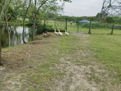 -广富林郊野公园