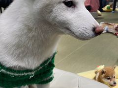 -逗柴咖啡屋·狗咖猫咖宠物桌游