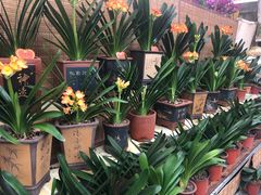 -秦美花卉(天朗·莱茵小城2期店)