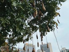 -广州珠江公园