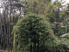 景点-望江楼公园