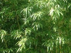 门口的竹-尚水长廊铁板烧(荣祥广场店)