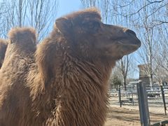 -长白岛森林公园