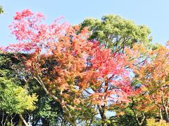 -名古屋城