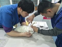 -伟伟宠物医院·CT影像中心·瑞派犬猫综合性门诊(汉口总院)