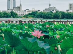 -莲花池公园