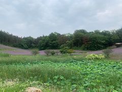 -大塘金香草谷