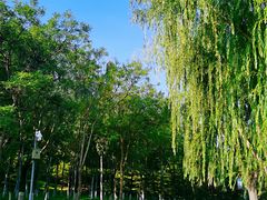 -大兴滨河森林公园