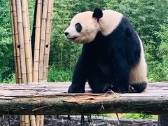 -都江堰中华大熊猫苑