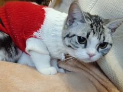 -猫猫幼稚园·撸猫·桌游·电玩