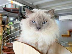 -豆逗聊愈猫阁Easy Life
