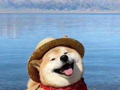 -北京派仕佳德动物医院·超导核磁·CT·神经科·骨科·内外科·急重症管理中心