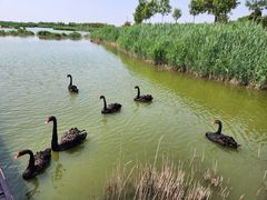 -南大港湿地风景区