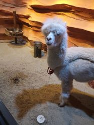 -酷嗒动物文化乐园(cutezoo西溪乐天城店)