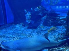 -海合安武汉极地海洋公园