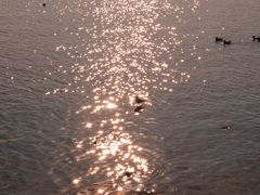 -深圳湾公园(南山区)