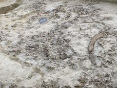 -金沙遗址博物馆