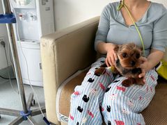 -汪喵宠物医院·骨科心脏影像·犬猫急重症ICU诊疗中心(成华分院)