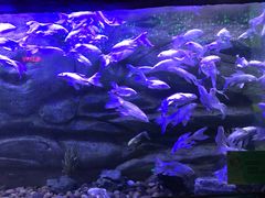 -芜湖新华联大白鲸海洋公园