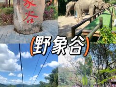 -野象谷景区