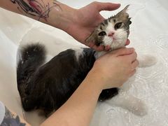 -momokira米努特·德文卷毛猫·棉花面纱犬