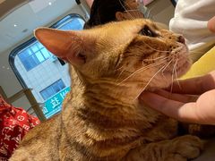 -啵啵喵·猫咖(攀华国际店)