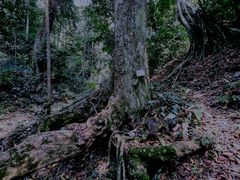 -西双版纳原始森林公园