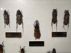 -上海昆虫博物馆