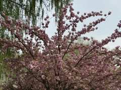 -莲花池公园
