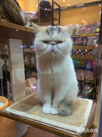 吃完晚饭在附近溜达，路过一家宠物店，隔着橱窗看到了这