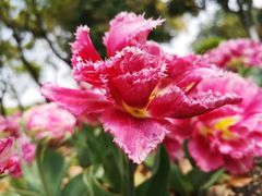 -上海鲜花港