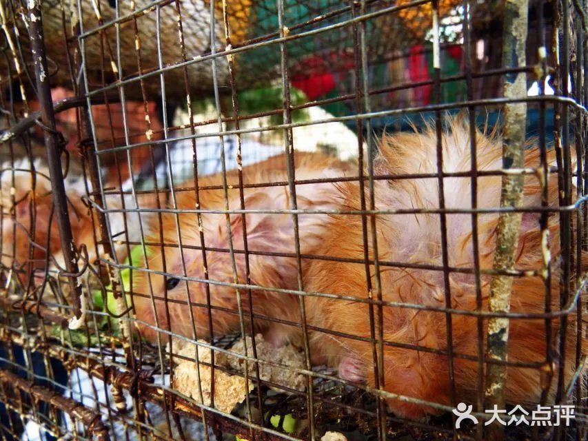 鸽子市场,啥子稀奇古怪的小动物都有~