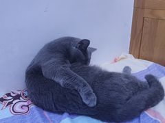 -瑞鹏宠物医院·骨科·猫科·内科(第一中心)