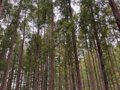 -黄海国家森林公园