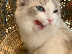 -飞行喵MR PILOT|猫舍·猫咖(静安大融城店)