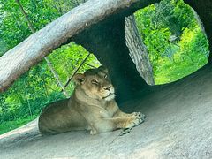-北京野生动物园