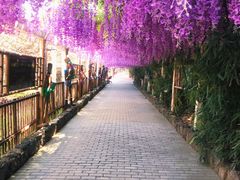 -呀路古热带植物园