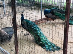 -意大利农场度假村