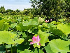 -上海长兴岛郊野公园