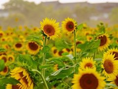 -郫都区农科村景区