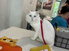 -伟伟宠物医院·CT影像中心·瑞派犬猫综合性门诊(汉口总院)