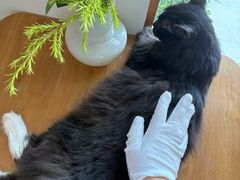 -有猫主题·治愈系猫咖(曾厝垵店)