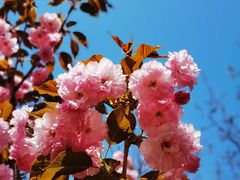 -长白岛森林公园